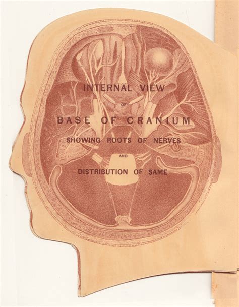 Anatomical Flap-Up Illustrations from 1901 Adapted as Animated GIFs ...