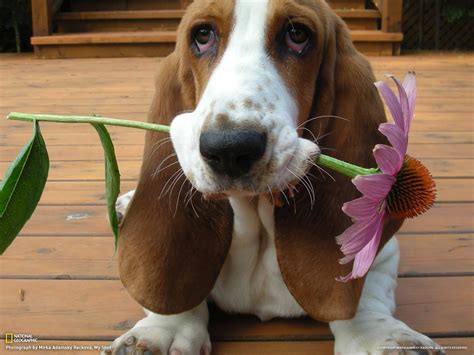 Basset Hound Wallpapers - Wallpaper Cave