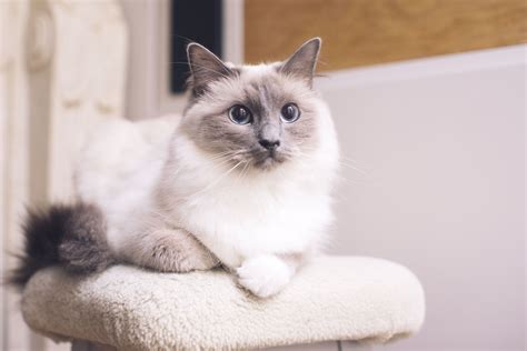 Ragdoll Cat Breed Profile