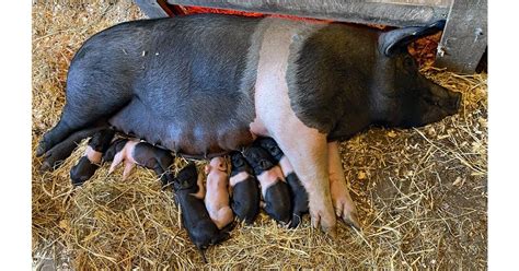 Hampshire Pig ~ Raising a Meat Source on Your Farm - Rural Living Today