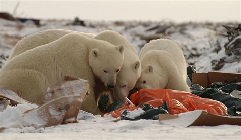 Diet Of Polar Bears Is Now 25% Plastic - WorldAtlas