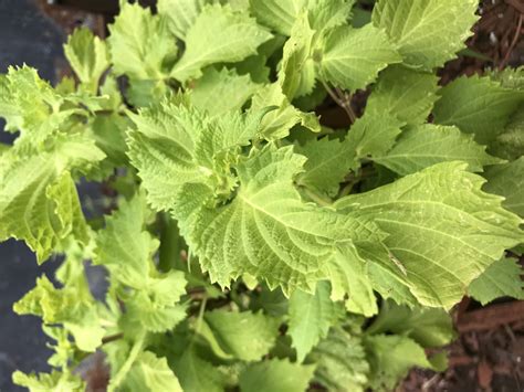 Shiso, Miso, We So Love It! - Farm to Feast Catering