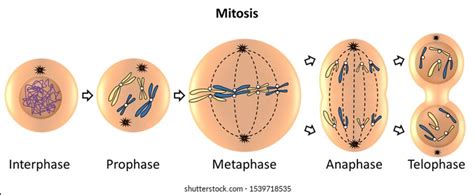 8,132 Mitosis Images, Stock Photos, 3D objects, & Vectors | Shutterstock