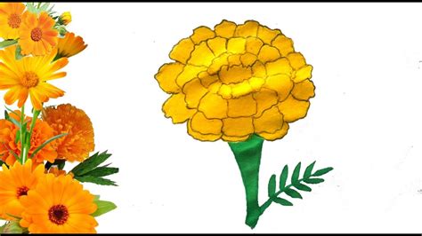 Marigold Flower Drawing - Magnolia Drawing Drawings Flower Flowers Sketches Coloring ...