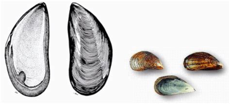 How to farm blue mussels | The Fish Site