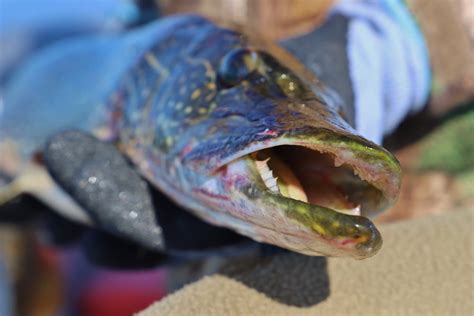 Northern Pike Teeth: Things You Need to Know - Fishmasters.com