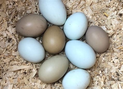 Olive Egger Eggs (1 Dozen) | Spectrum Poultry