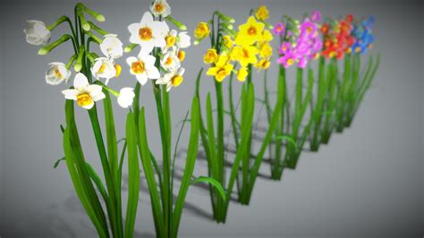 Flower Narcissus Tazetta - deep3dsea