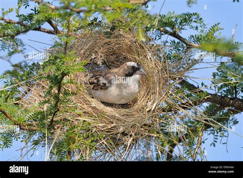 Sparrow nest building hi-res stock photography and images - Alamy