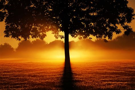 Sunrise Tree Silhouette Nature Free Stock Photo - Public Domain Pictures