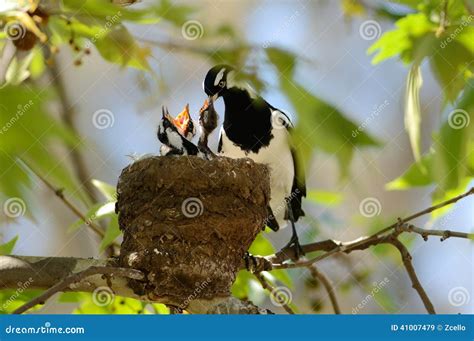 Magpie Lark feeding stock image. Image of magpie, feeding - 41007479