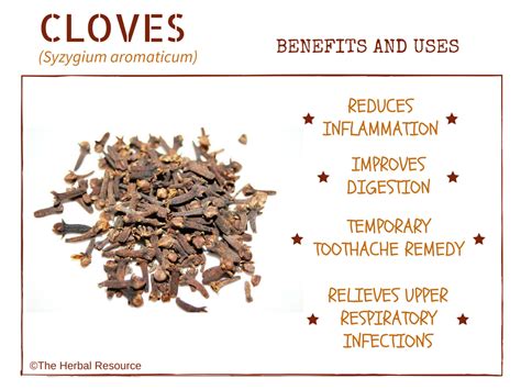 Medicinal Herbs & Plants — Benefits and Used of Cloves: A Super Spice ...