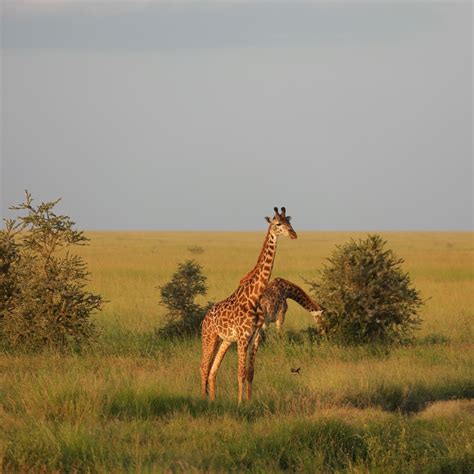 On Safari in Tanzania with Four Seasons