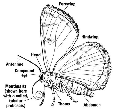 Diagram showing the external features of Moths | Moth illustration ...