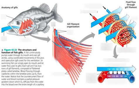 Biology chapter 42 the structure and function of fish gills Diagram | Quizlet