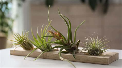 How to Grow and Care for Air Plants (No Soil Required) - 2023