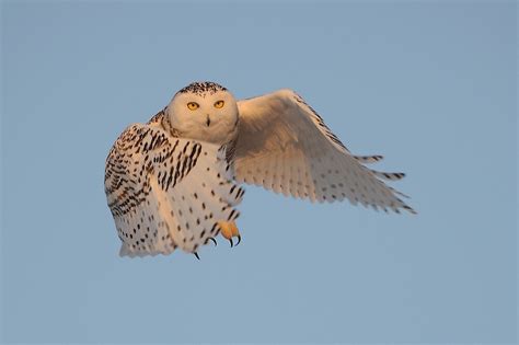 "Snowy Owl in Flight" by Raymond J Barlow | Redbubble