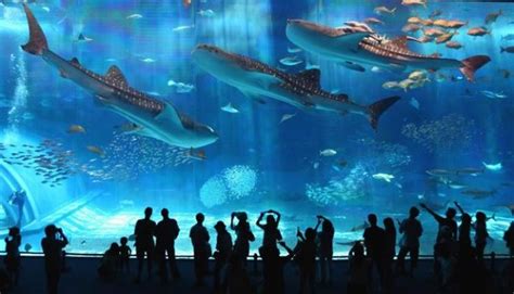 Barcelona Aquarium | Family fun in Barcelona