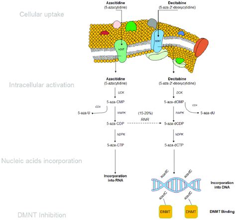 Schematic representation of AZA and DEC uptake and metabolism.... | Download Scientific Diagram