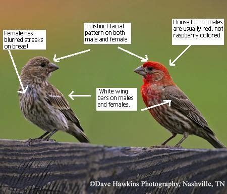 house finch vs song sparrow - Made A Good History Image Library