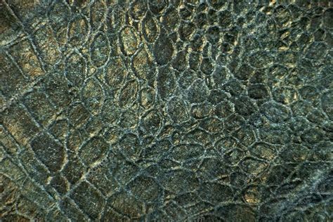 Reptile skin texture ⬇ Stock Photo, Image by © watman #70256685