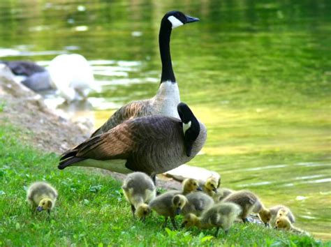 Poze : natură, pasăre, aripă, animal, animale sălbatice, cioc, faună, da din aripi, gâscă ...