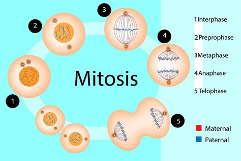 Differences Between Mitosis And Meiosis - WorldAtlas