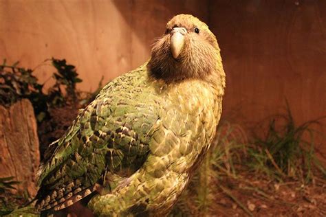 Kakapo - Animal Facts for Kids - Characteristics & Pictures