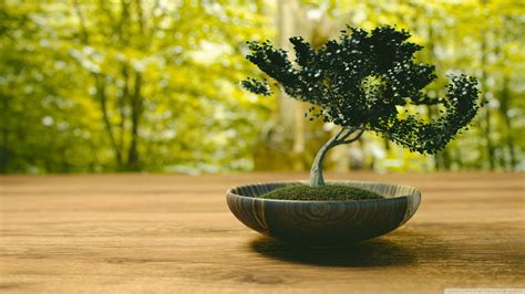 Bonsai Tree Wallpaper (67+ images)