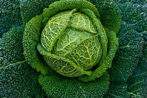 13 Types of Cabbages and and Best Cabbage Recipes