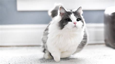 Munchkin Cat Breed Information, Images, Characteristics, Health