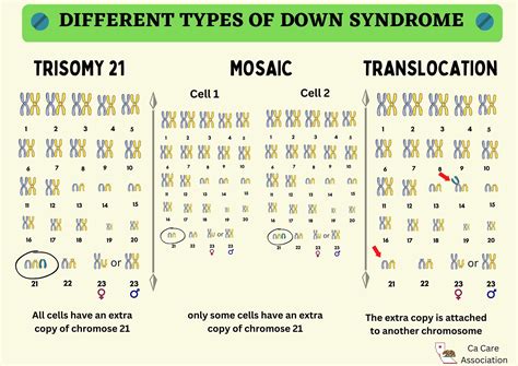 Mosaic Down Syndrome Exploration - | healthedupro