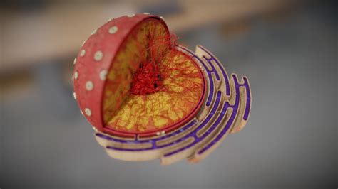 Nucleus - Cell Organelles - 3D model by Vida Systems (@objects1) [7e01bff] - Sketchfab