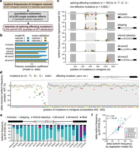 Quantitative modelling predicts single-mutation effects on splice... | Download Scientific Diagram