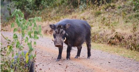 Wild Hog (Feral Hog) Population by State in 2024 - A-Z Animals