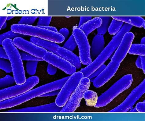 Aerobic bacteria - Civil Engineering Dictionary