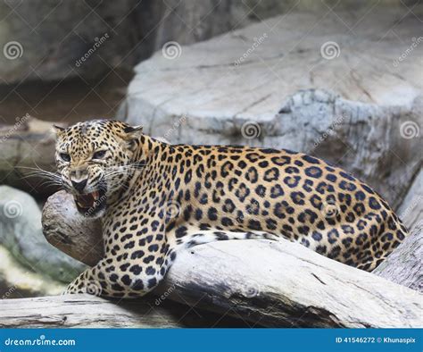 Close Up Face of Dangerous Angry Leopard Tiger in Wild Stock Photo - Image of looking, angry ...