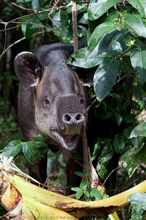 Baird's Tapir - Costa Rica | South america animals, Tapir, North american wildlife