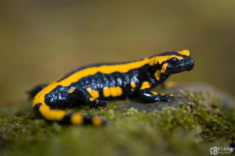 Juvenile Fire Salamander - Wildernessshots Photography