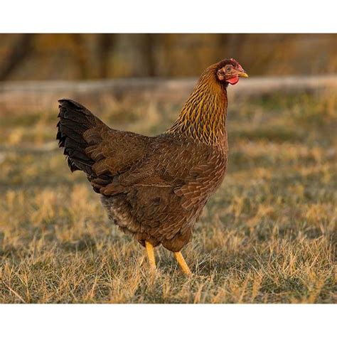 Cackle Hatchery Welsummer Pullet Chicken (Female) - 137F | Blain's Farm & Fleet