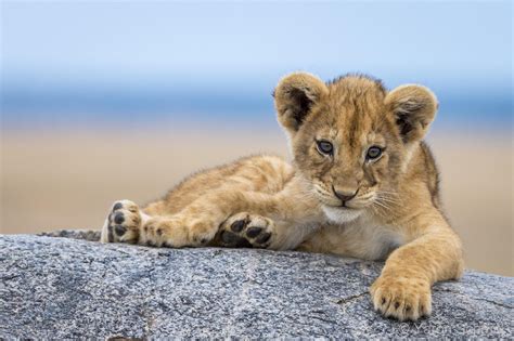 Simba on Pride Rock. : r/aww