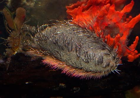 Worms - Australian Natural History Images by Christine Walsh