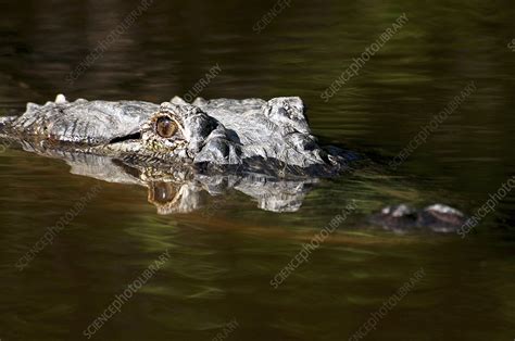 American alligator hunting - Stock Image - Z757/0057 - Science Photo ...