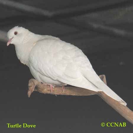 Turtle Dove (Streptopelia roseogrisea risoria) - North American ...