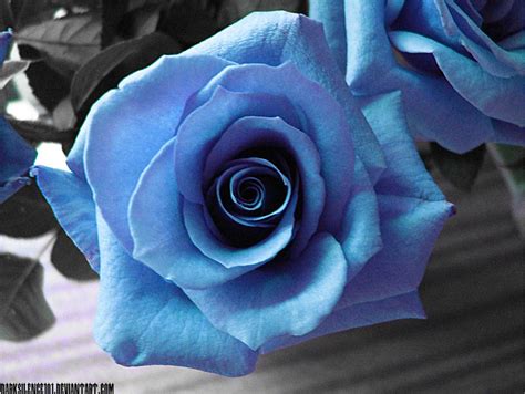 Ice Blue Roses I by DarkSilence101 on DeviantArt