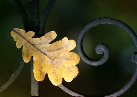 Free Images : tree, nature, branch, fence, fall, flower, green, autumn, botany, flora, close up ...