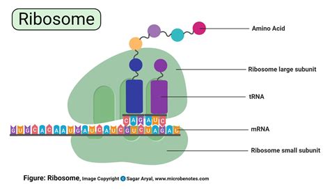 Labelled Diagram Of Ribosomes