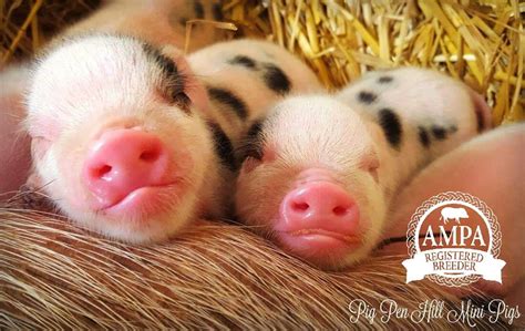 Responsible Breeding Cost - Breed to Improve American Mini Pigs