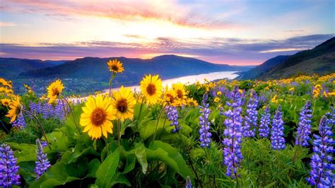 Wildflowers At Sunrise Wallpapers - Wallpaper Cave