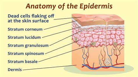 Human Epidermis Skin Structure | Layers of the epidermis, Epidermis, Skin structure